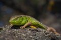 Nimble green lizard Lacerta viridis, Lacerta agilis closeup, basking on a tree under the sun. Male lizard in a mating season Royalty Free Stock Photo