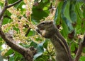 The nimble squirrel Royalty Free Stock Photo