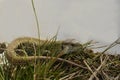 A nimble lizard is lying on the grass Royalty Free Stock Photo