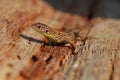 Nimble lizard Royalty Free Stock Photo