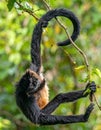 Agile Spider Monkey Hanging in Lush Rainforest Royalty Free Stock Photo