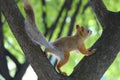 Nimble squirrel Royalty Free Stock Photo