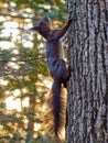 Nimble squirrel in the Park Royalty Free Stock Photo