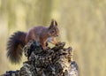 A nimble squirrel is standing and posing on a rock Royalty Free Stock Photo
