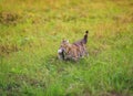 striped cat carries a fish caught in the teeth of a large one across a green clearing Royalty Free Stock Photo