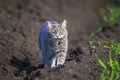 Nimble striped cat walks down the street in the garden on a farm with a gray rat caught in his teeth