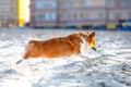 Nimble Welsh corgi Pembroke dog runs, almost hovering over the ground covered with snow, side view. Puppy performing