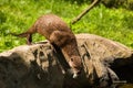 Nimble wet otter caught the mouse and carries it in the mouth down the stone to the water. Concept of predatory animals