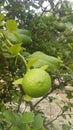 Nimbu in a tree