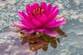 Beautiful purple waterlily