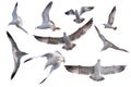 Nine actions of  birds flying die cut on white background ready to use Royalty Free Stock Photo