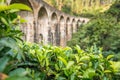 Nine Arch Bridge. Ella, Sri Lanka. Focus on tea leaves