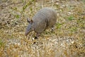 Nine Banded Armadillo, dasypus novemcinctus, Adult, Los Lianos in Venezuela