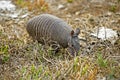 Nine Banded Armadillo, dasypus novemcinctus, Adult in Pampa, Los Lianos in Venezuela