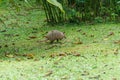 Nine-Banded Armadillo (Dasypus novemcinctus) in Costa Rica