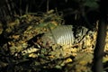 Nine-banded armadillo (Dasypus novemcinctus) in Costa Rica