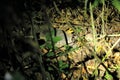 Nine-banded armadillo (Dasypus novemcinctus) in Costa Rica Royalty Free Stock Photo