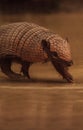 Nine-banded armadillo, Dasypus novemcinctus