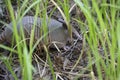 Armadillo Foraging In Forest