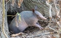 Nine-banded armadillo (Dasypus novemcinctus) getting out of a burrow in the United States.