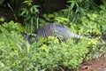 Nine-Banded Armadillo - Dasypus novemcinctus Royalty Free Stock Photo