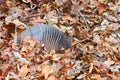 Nine-banded Armadillo (Dasypus novemcinctus)