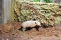 The nine-banded armadillo (Dasypus novemcinctus) in Jungle park, Tenerife