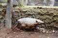 The nine-banded armadillo (Dasypus novemcinctus) in Jungle park, Tenerife