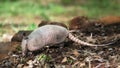 Nine-banded armadillo Dasypus novemcinctus Royalty Free Stock Photo