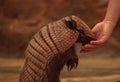 Nine-banded armadillo, Dasypus novemcinctus