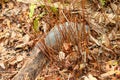 Nine-banded Armadillo Dasypus novemcinctus Royalty Free Stock Photo