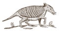 Nine-banded armadillo dasypus novemcinctus showing the tongue Royalty Free Stock Photo