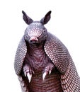 Nine-banded armadillo - Dasypus novemcinctus Royalty Free Stock Photo