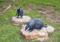 `Nine-banded Armadillo` by David Iles on the campus of the University of North Texas in Denton, Texas. Royalty Free Stock Photo