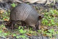 Nine-banded armadillo Royalty Free Stock Photo