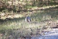 Nine-Banded Armadillo Eating