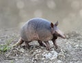 Nine-banded Armadillo