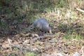 Nine-Banded Armadillo Foraging