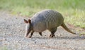 Nine banded armadillo on gravel road, Dasypus novemcinctus, Monroe GA USA Royalty Free Stock Photo