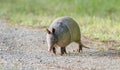 Nine banded armadillo on gravel road, Dasypus novemcinctus, Monroe GA USA