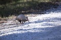 Nine-Banded Armadillo Foraging