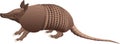 Nine-banded armadillo isolated vector