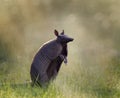 Nine-banded armadillo Royalty Free Stock Photo