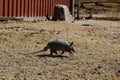 Nine-banded armadillo in Texas winter field