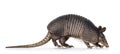 Nine banded Armadillo on white background