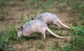 Nine-banded armadillos Dasypus novemcinctus Royalty Free Stock Photo