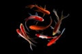 Nine of the best koi fish Black background Royalty Free Stock Photo