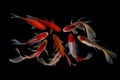 Nine of the best koi fish Black background Royalty Free Stock Photo