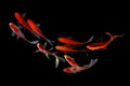 Nine of the best koi fish Black background Royalty Free Stock Photo