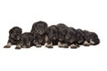 Nine black puppies of Miniature Schnauzer